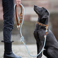 New Style Leather Leashes And Collars For You Dog