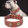 Dog Harness and Leash Set Things Animals Supplies Dogs